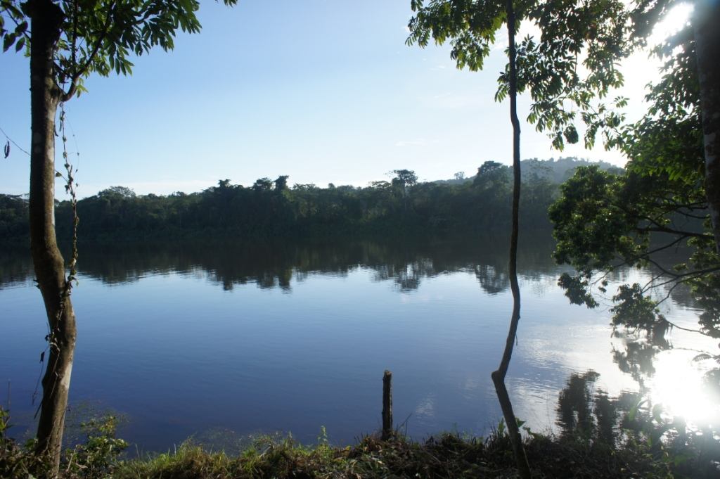 guppy, suriname, river, fiume, eurialini