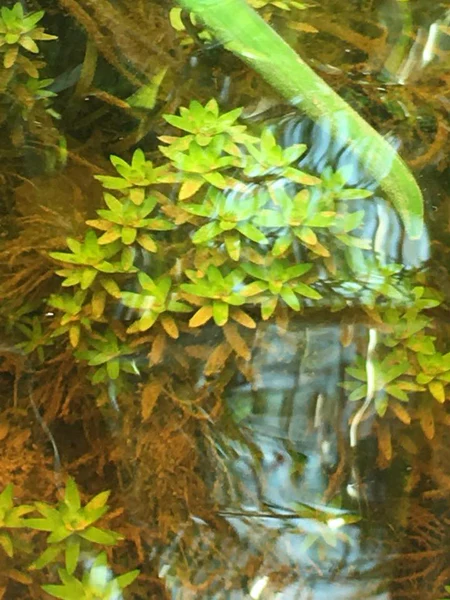 Un gruppo di Tonina fluviatilis in ambiente naturale, con delle Eriocaulon sul fondo. Entrambe le piante vivono al meglio in pH molto bassi