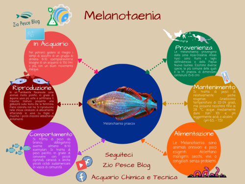 Melanotaenia